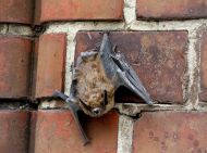 6245bat-opt