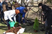 Sadzenie drzewek i krzewów w Sienkiewiczu