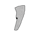 Idiorophus tooth.png