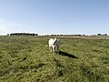 Catlle, Saal (LRM 20200531 162851).jpg