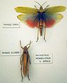 BLW Defence - Colour - Phymataus Morbillosus.jpg