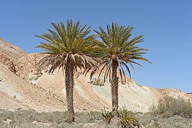 ISR-2013-Ein Avdat-Palm trees.jpg