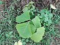 (Butea superba) sapling in the Eastern Ghats near Samedha.jpg