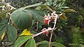 A Type of Berries Grows at Mount Kinabalu.jpg