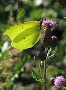 Gonepteryx rhamni on Cirsium arvense RF.jpg