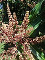 'Julie' mango Inflorescence 03.jpg
