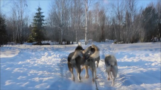 File:Alaskan Huskies - Sled Dogs - Ivalo 2013.ogv