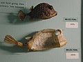 BLW Coffer Fish.jpg