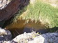 Fuente Charco del Pavo, en el Barranco del Hocino.jpg