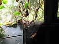 Arty spider web.jpg