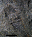 Sporogonites Frenguelli capsule.png