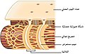 1023 T-tubule-ar.jpg