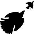 36 Stanley Hawk hunting a songbird.svg