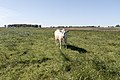 Cattle, Saal (LRM 20200531 162837).jpg
