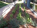 2012-12-04 landscaping along sidewalk.jpg