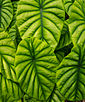 Alocasia cuprea (portrait orientation).jpg