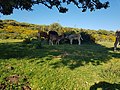 Bejaia Montana.jpg