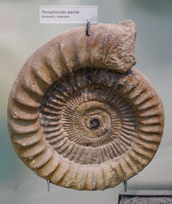 Perisphinctes wartae - Museum fur Naturkunde, Berlin - DSC00011.JPG