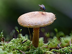 Boletaceae Fliege-20191017-RM-161316.jpg