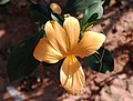 (Barleria prionitis) porcupine flower at Gandigundam.jpg