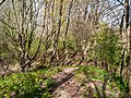Gronsfurther Berge, Rendsburg (P1100734).jpg