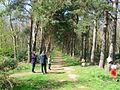 Orienteering in Binning Wood. - geograph.org.uk - 5725.jpg