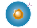 201308 B cell.svg