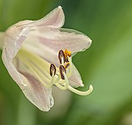 Close-up foto van een Hosta 'June'. 03-08-2020 (d.j.b.) 01.jpg