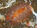 Hoplodoris bifurcata.jpg