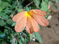 (Crossandra infundibuliformis) fire cracker flower at Kakinada 03.JPG