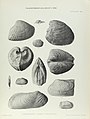 Illustration of Cretaceous Lamelliabranchia by Thomas Alfred Brock-Monograph of Palaeontographical Society-Vol63 1909 0267-Plate42.jpg