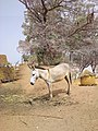 1Backyard Animal in a typical village setting in Katsina Nigeria.jpg