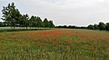 Flowers field in Montirone.jpg