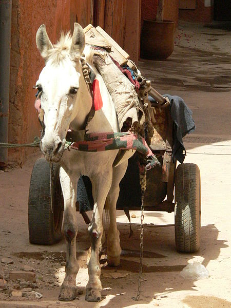 File:"A Berber four by four".jpg