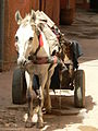 "A Berber four by four".jpg