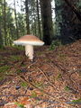 (Boletus edulis).jpg