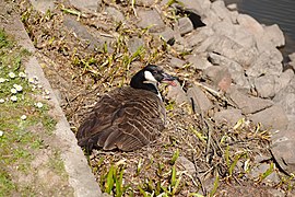 20200408Branta canadensis02.jpg