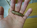 .50 BMG - 12.70x99 mm - 04.jpg
