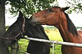 " The Horse Whisperer " - geograph.org.uk - 492722.jpg