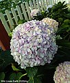 A close-up on Hydrangeas at Cameron Lavender Garden.jpg