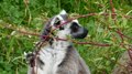 File:Lunching Lemurs.webm