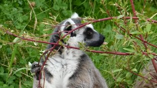 File:Lunching Lemurs.webm