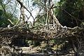 Living Root Bridge, Mawlynnong.jpg