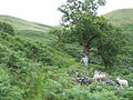 "Ah^ There you are" Lonely sheep no longer lonely^ - geograph.org.uk - 511314.jpg