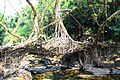 Mawlynnong's Living Root Bridge in Meghalaya, India.jpg