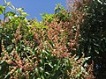 'Julie' mango Inflorescence 02.jpg