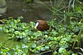 African jacana actophiloris africana 1.jpg