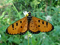 (Acraea terpsicore) Tawny coster at Gandhinagar Park.jpg