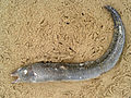 (Anguilla) genus dead eel washed ashore at Tenneti park 01.jpg