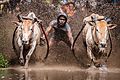 Traditionelles Bullenrennen in Indonesien.